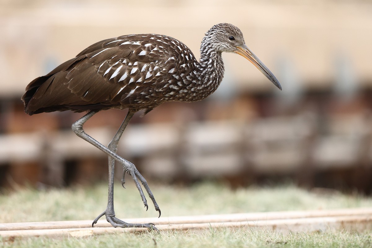 Limpkin (Speckled) - ML646138554