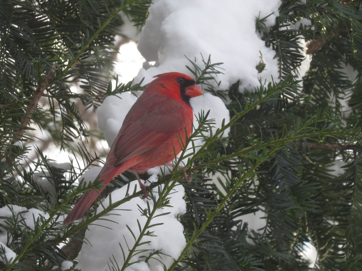 Northern Cardinal - ML646138562