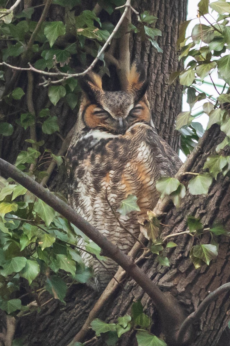 Great Horned Owl - ML646138563
