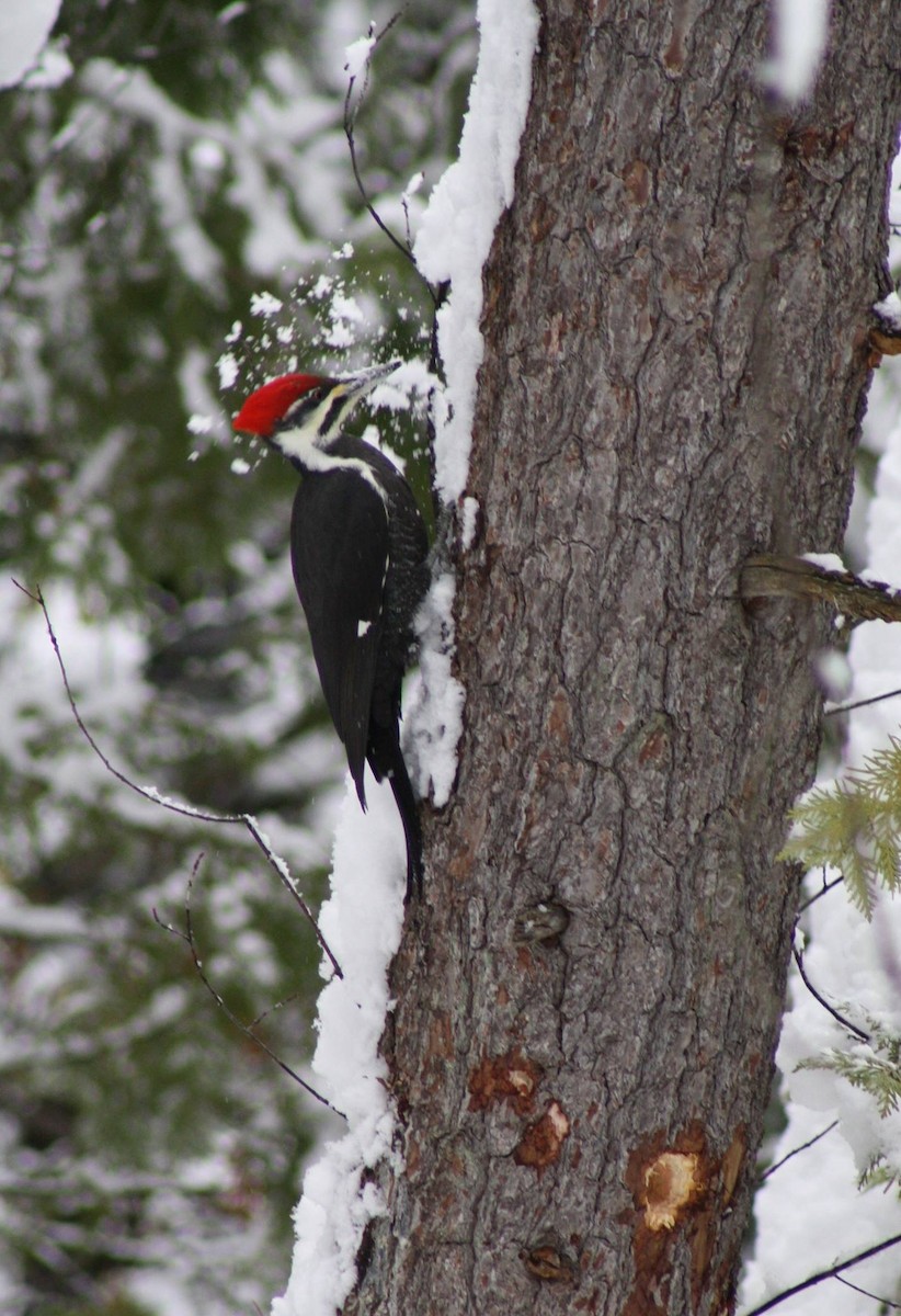 Pileated Woodpecker - ML646138564