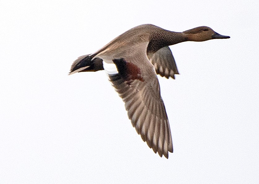 オカヨシガモ - ML646138565