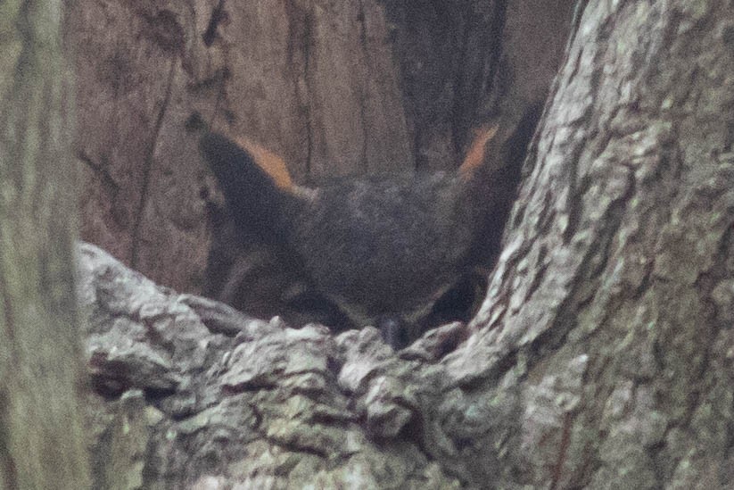 Great Horned Owl - ML646138567