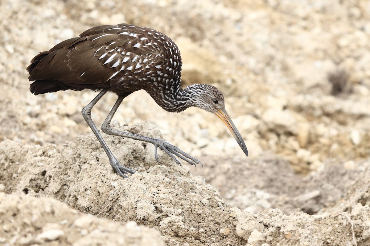 Limpkin (Speckled) - ML646138568