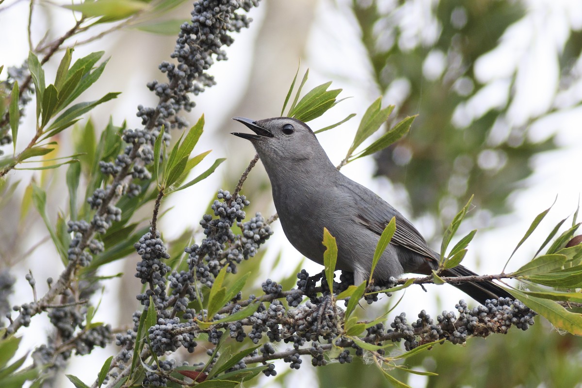 Gray Catbird - ML646138569
