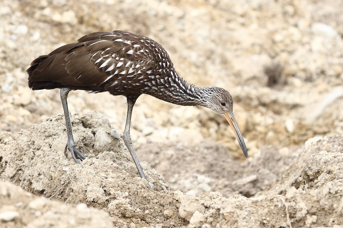 Limpkin (Speckled) - ML646138570