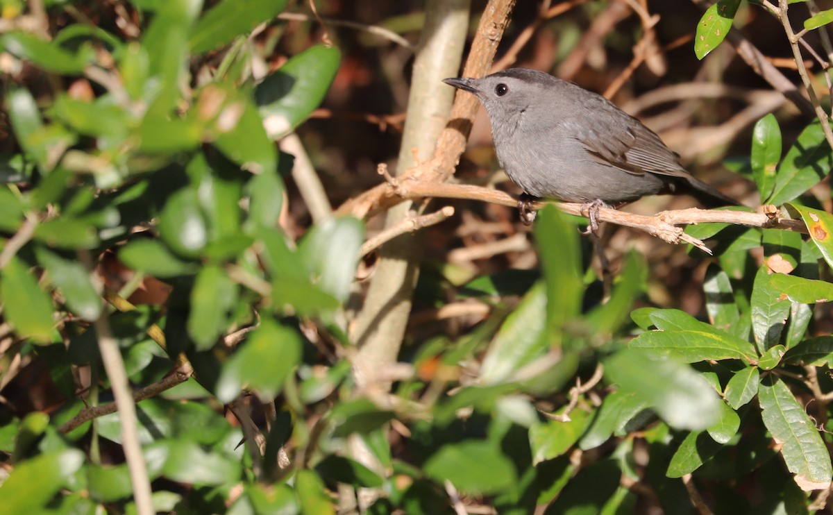 Gray Catbird - ML646138580