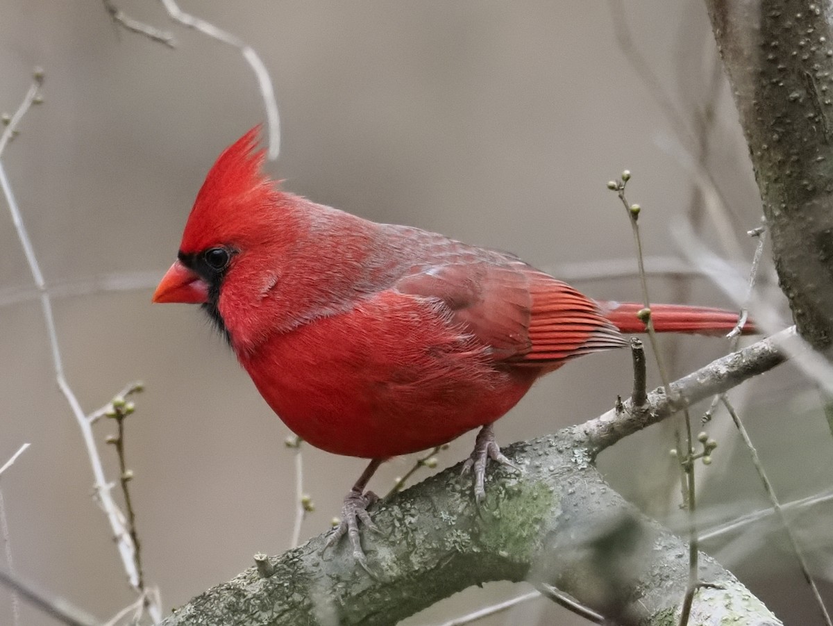 ショウジョウコウカンチョウ - ML646138589