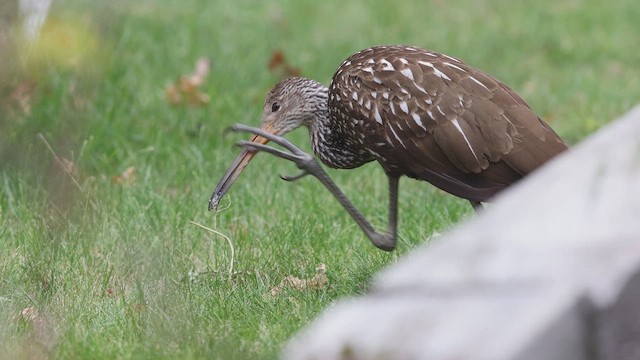 Limpkin (Speckled) - ML646138596