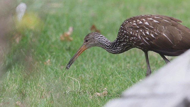 Limpkin (Speckled) - ML646138597