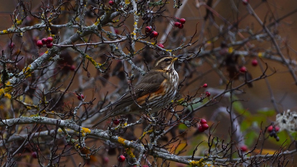 Redwing - ML646138599