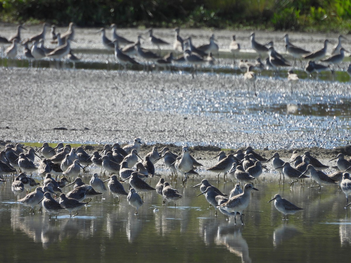 Short-billed Dowitcher - ML646138600