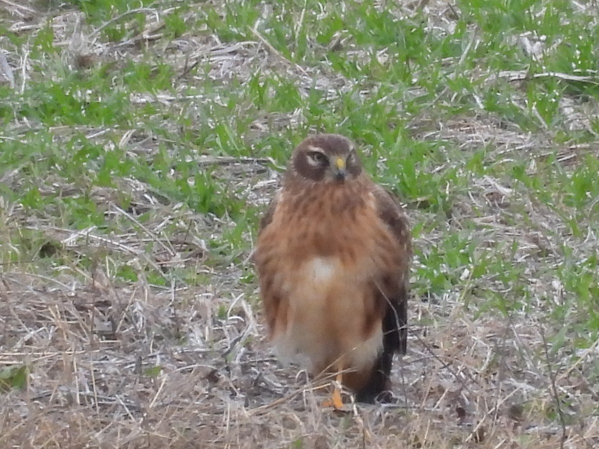 Northern Harrier - ML646138604