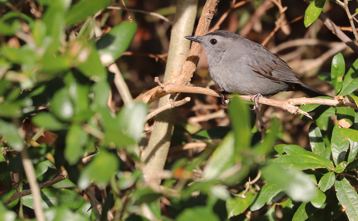 Gray Catbird - ML646138605