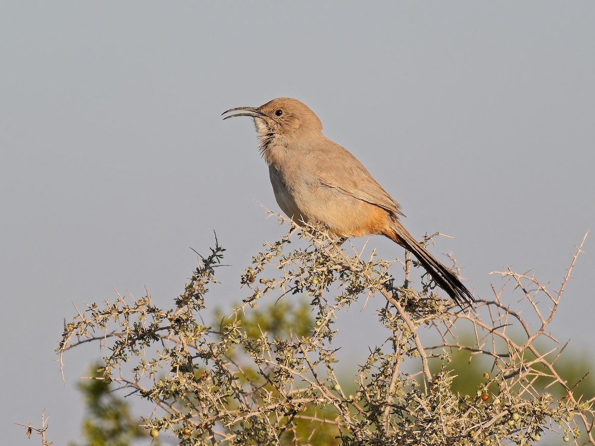 LeConte's Thrasher - ML646138606