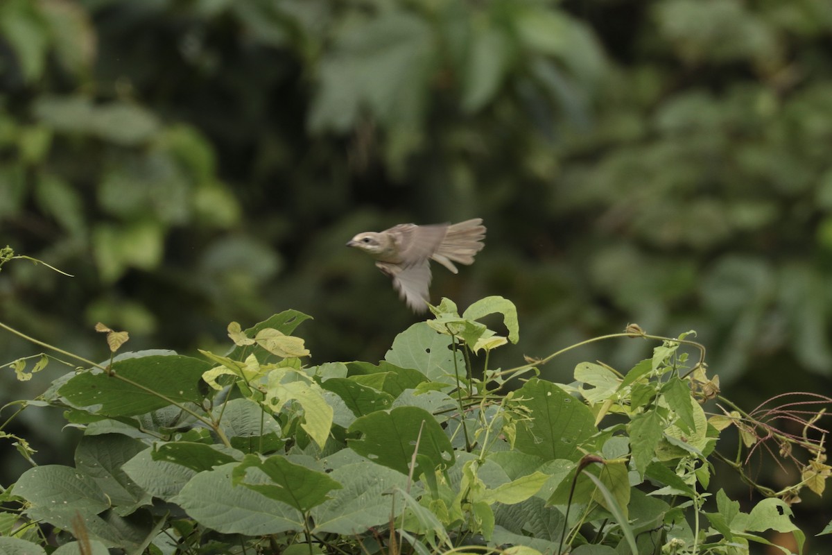 Gray-backed Shrike - ML646138608