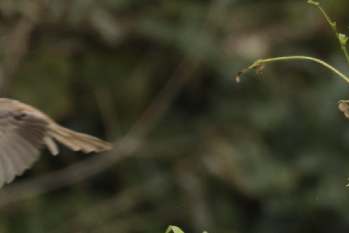 Gray-backed Shrike - ML646138609