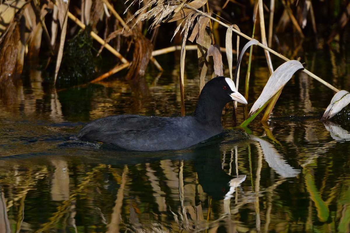 Eurasian Coot - ML646138610