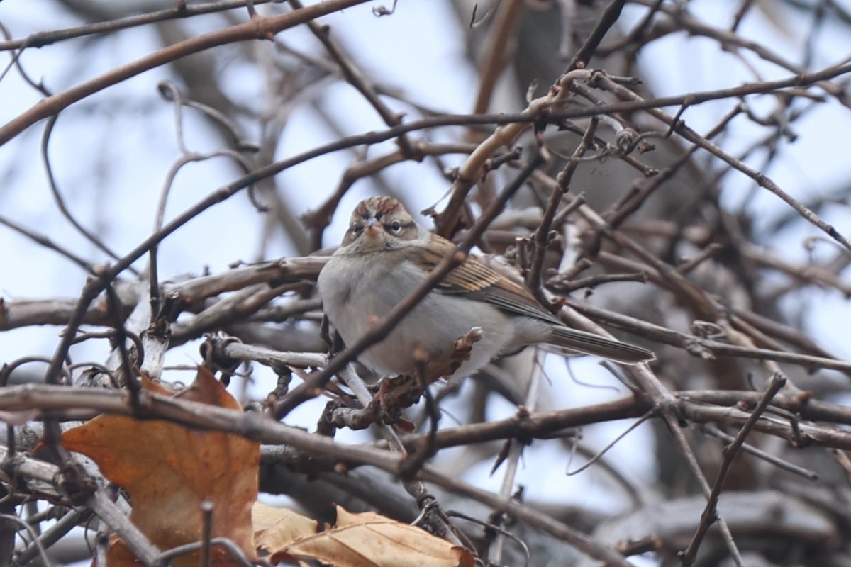 Chipping Sparrow - ML646138611