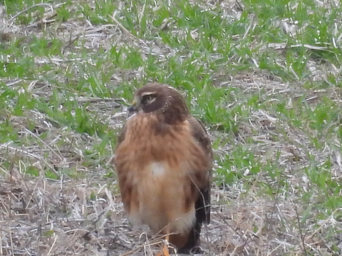 Northern Harrier - ML646138612