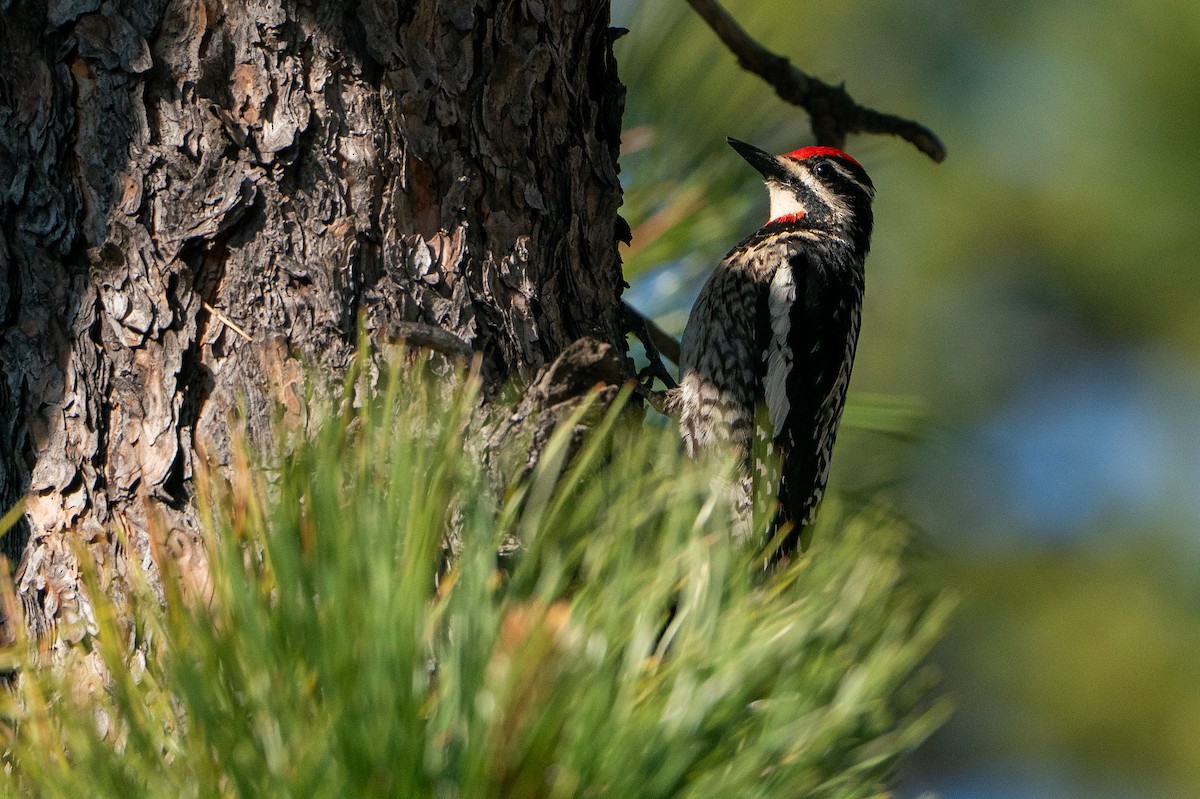 Red-naped Sapsucker - ML646138613