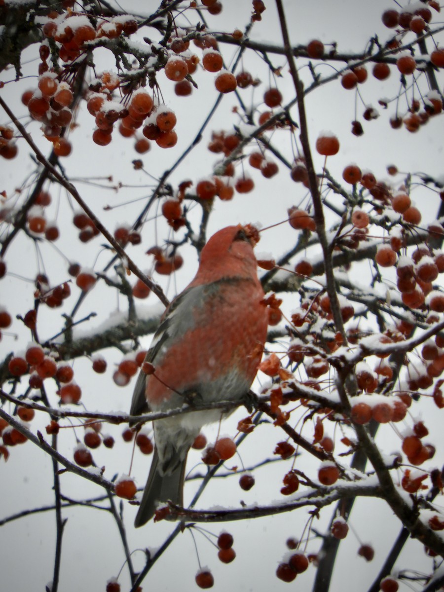 Tayga Çütresi - ML646138616