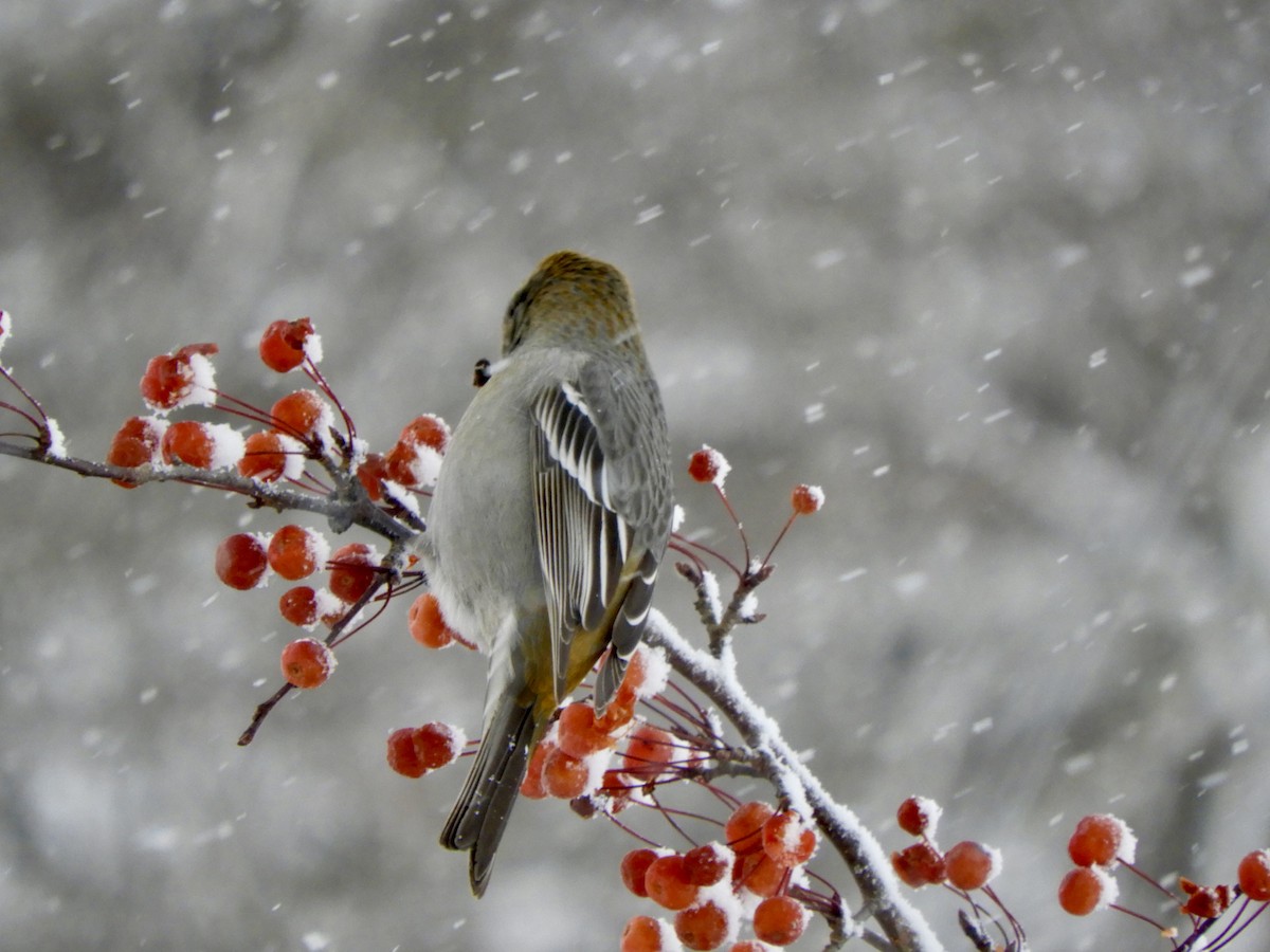 Tayga Çütresi - ML646138617