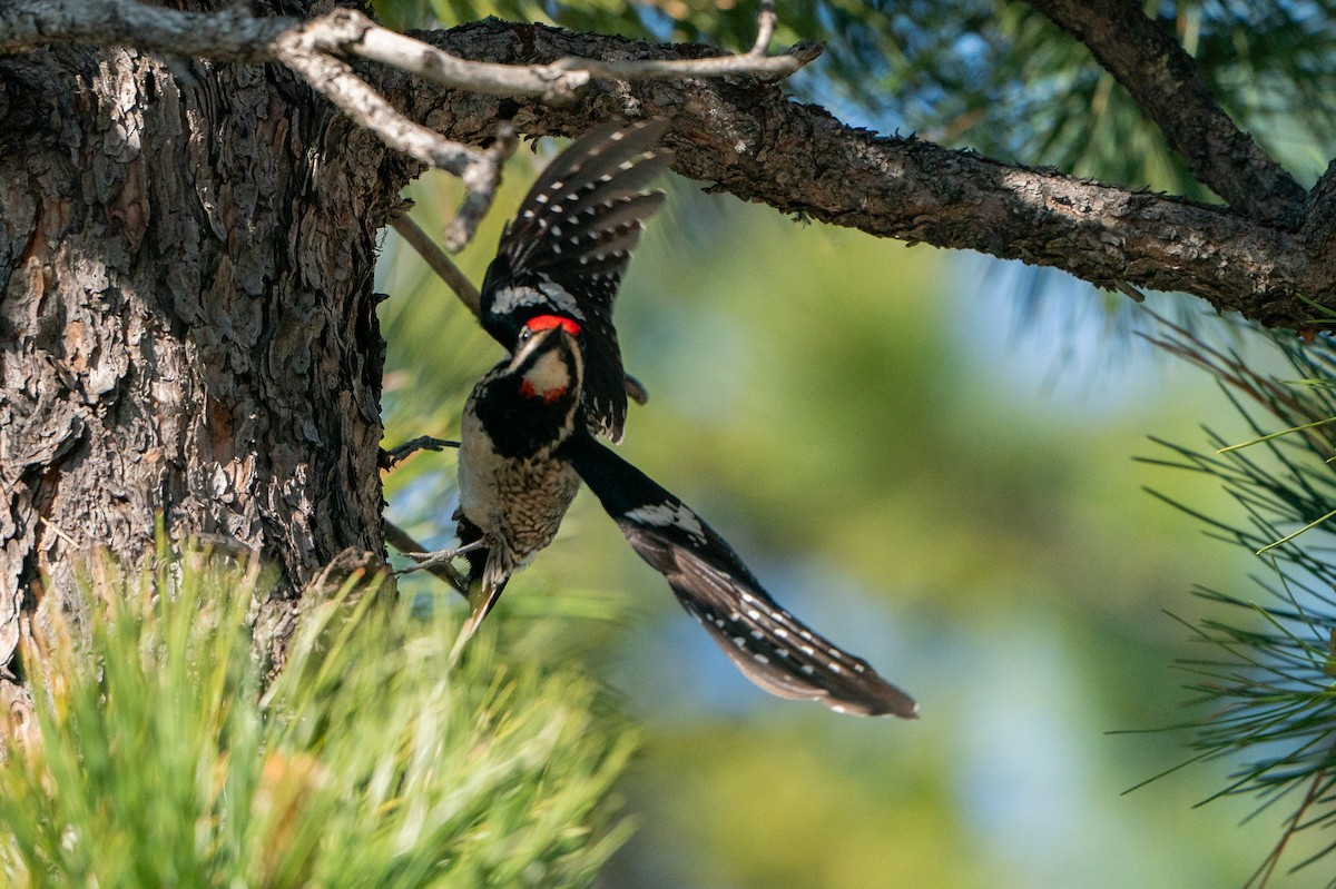 Red-naped Sapsucker - ML646138619