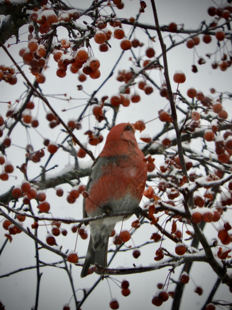 Tayga Çütresi - ML646138620