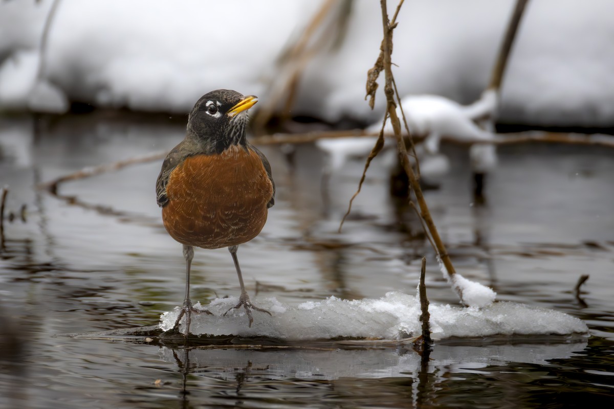 American Robin - ML646138632