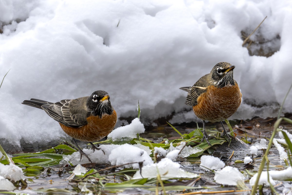American Robin - ML646138633