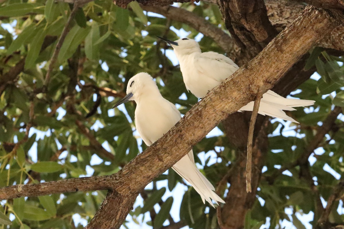 Blue-billed White-Tern - ML646138634