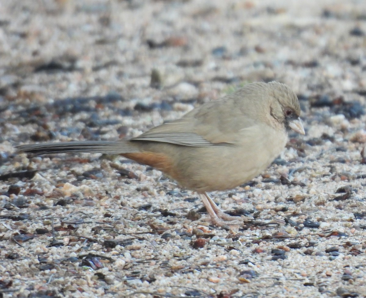 Abert's Towhee - ML646138635