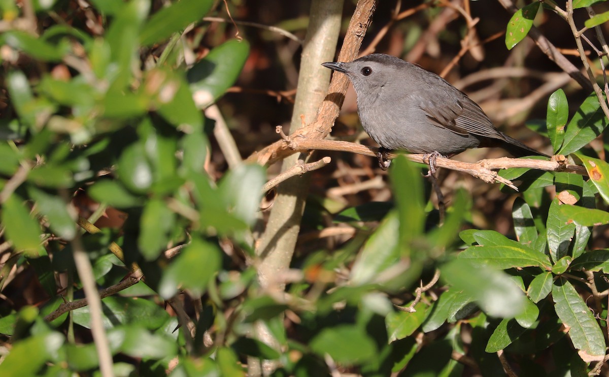 Gray Catbird - ML646138636