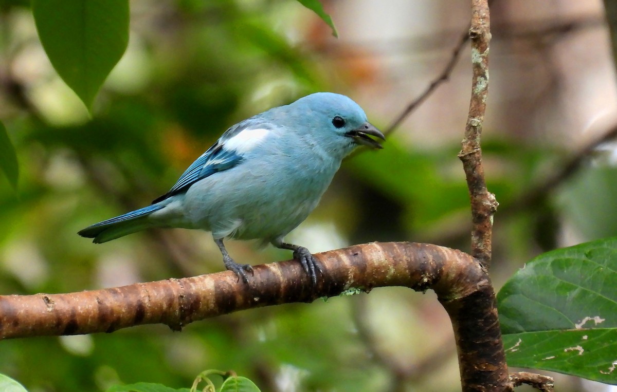 Blue-gray Tanager - ML646138637