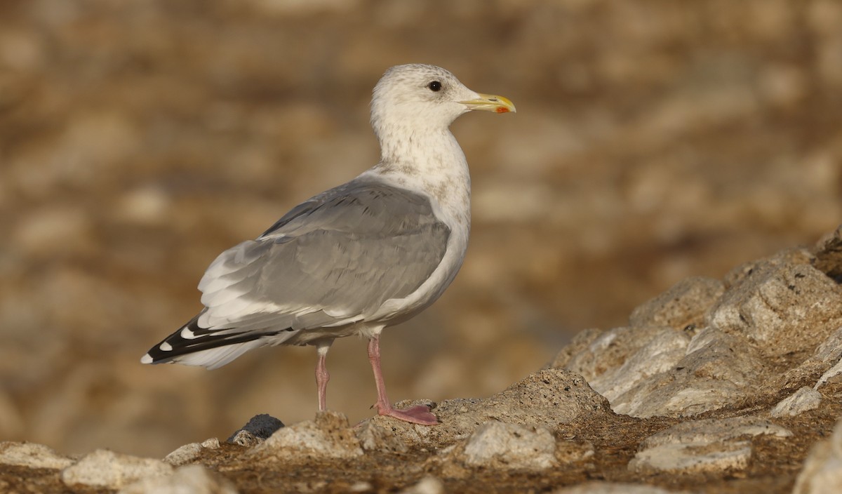 Iceland Gull (Thayer's) - ML646138639