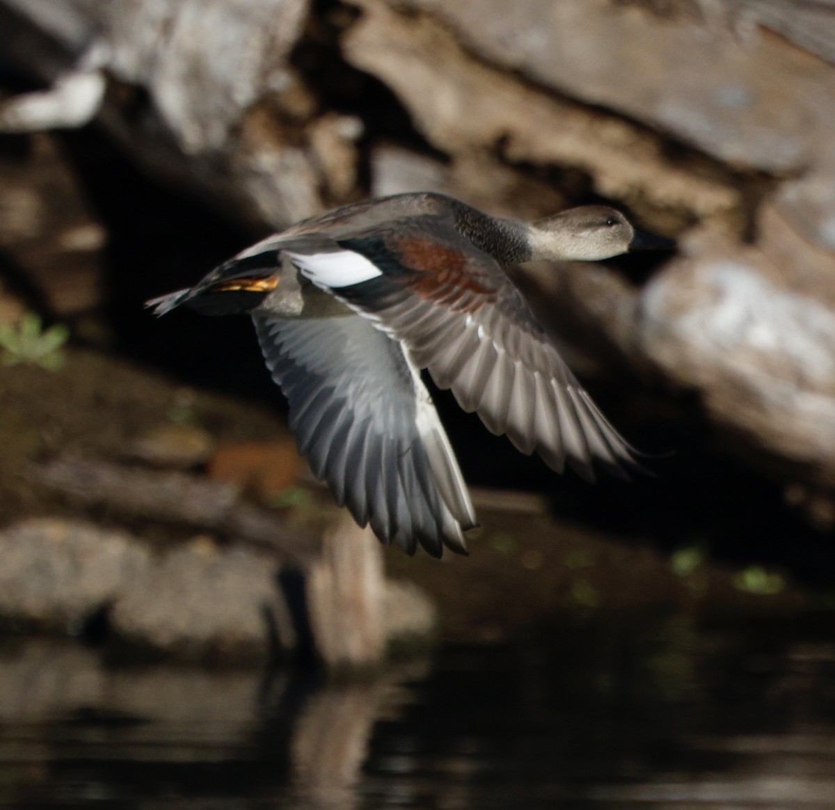 オカヨシガモ - ML646138641