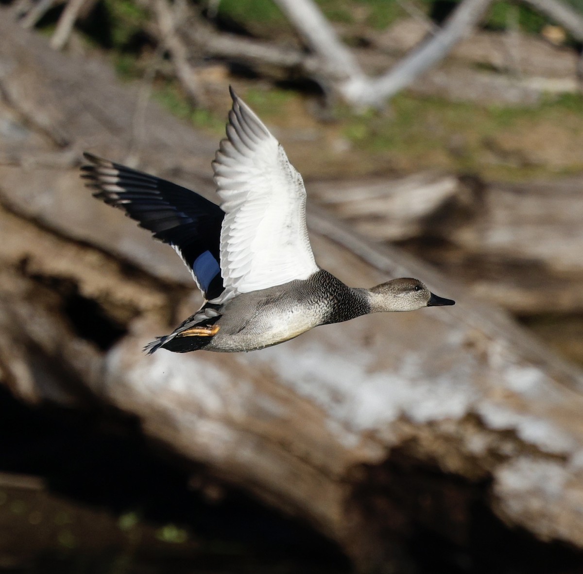 オカヨシガモ - ML646138642