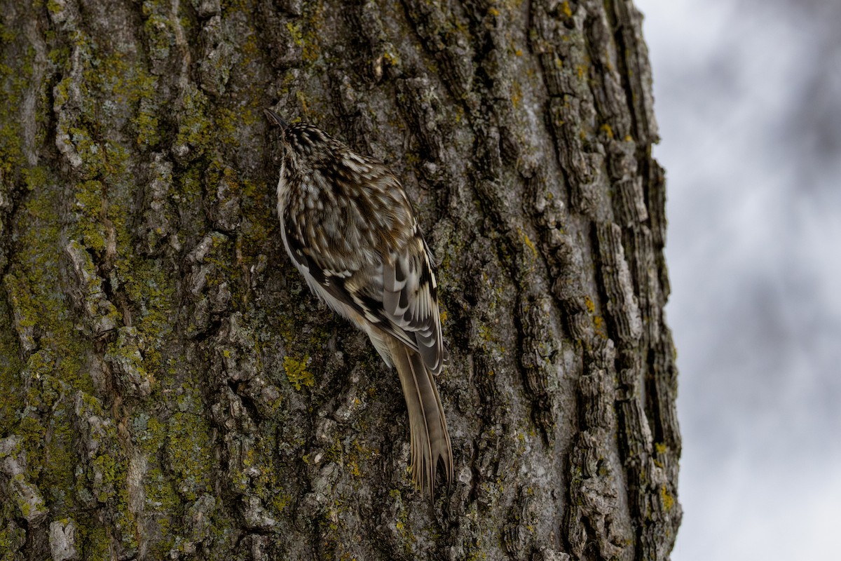 Brown Creeper - ML646138647