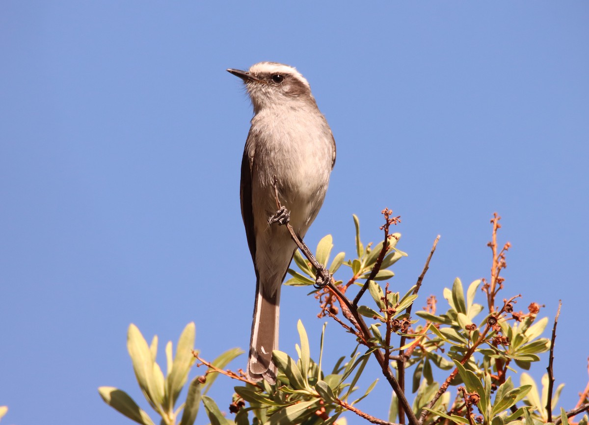White-browed Chat-Tyrant - ML646138648