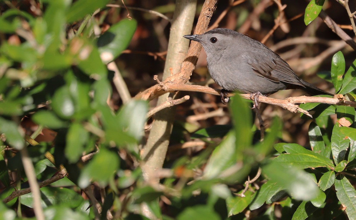 Gray Catbird - ML646138649
