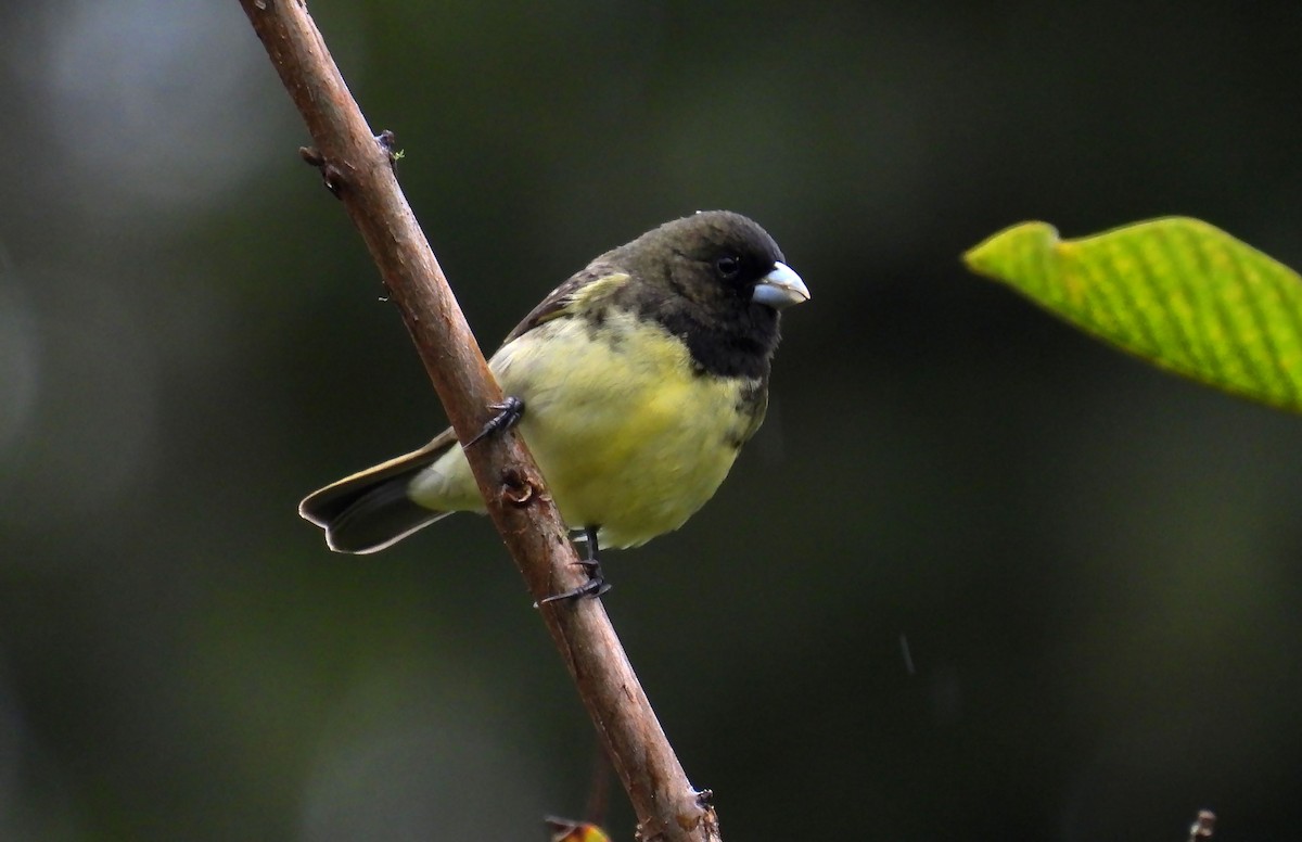 Yellow-bellied Seedeater - ML646138654