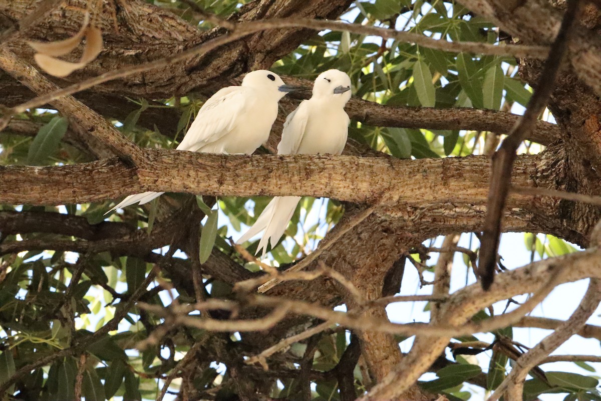 Blue-billed White-Tern - ML646138656