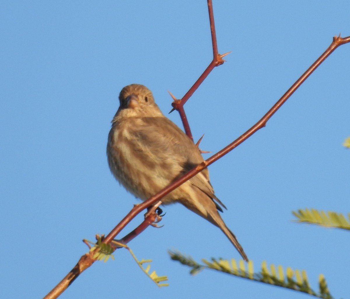 House Finch - ML646138657