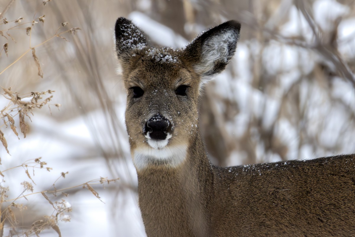 White-tailed Deer - ML646138667