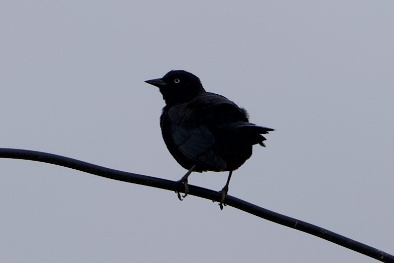 Brewer's Blackbird - ML646138668