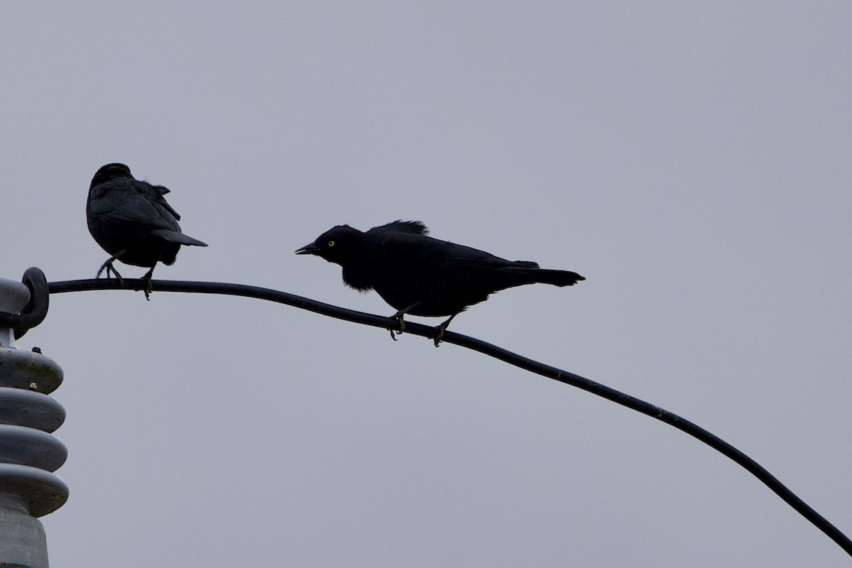 Brewer's Blackbird - ML646138669