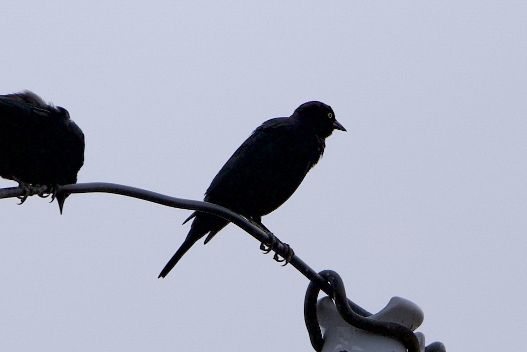Brewer's Blackbird - ML646138670