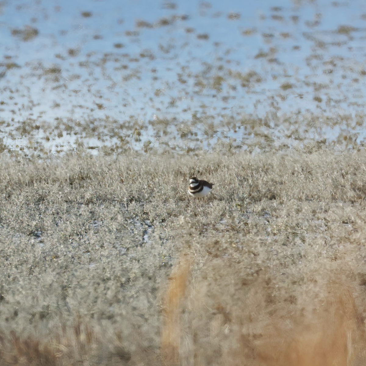 Killdeer - ML646138672