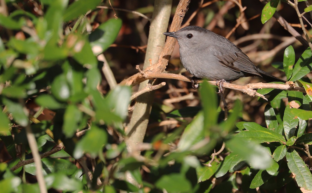 Gray Catbird - ML646138674