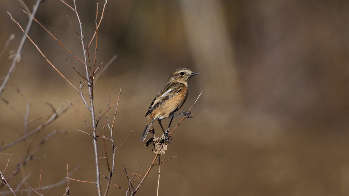 European Stonechat - ML646138676